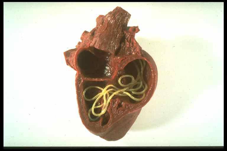 srčani crv
