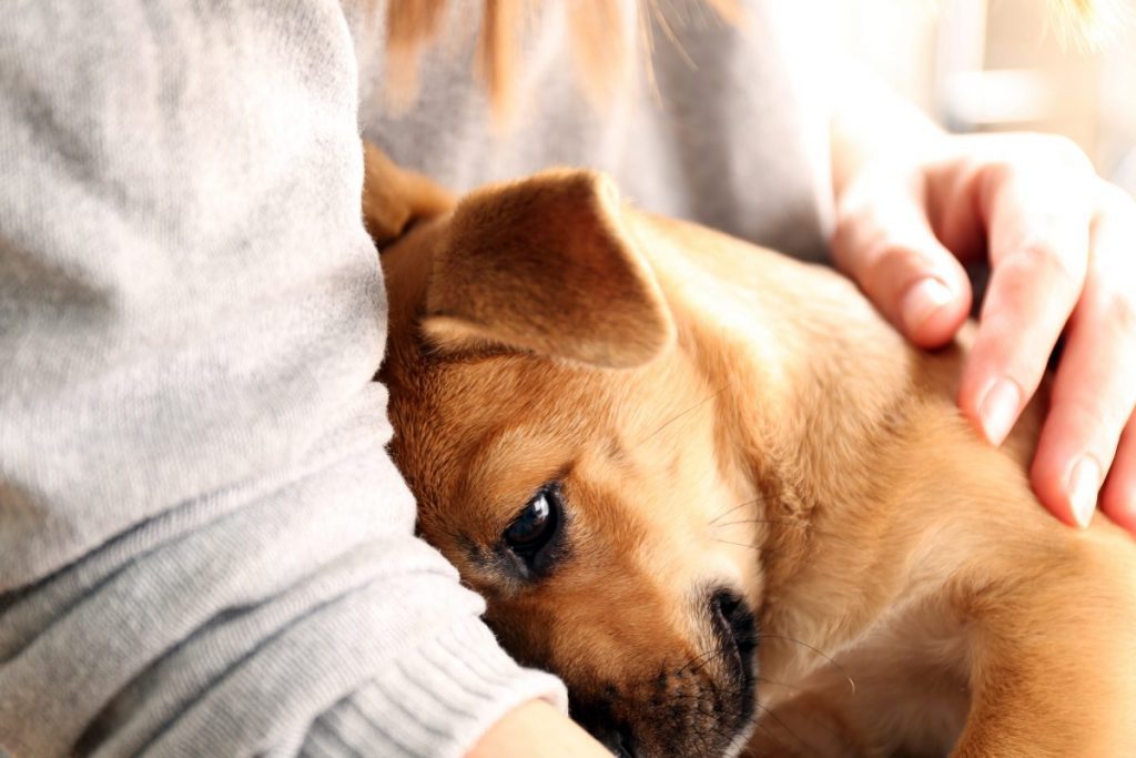 separacijska anksioznost kod pasa - što je to i kako je liječiti
